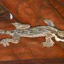 Image of Gliding gecko