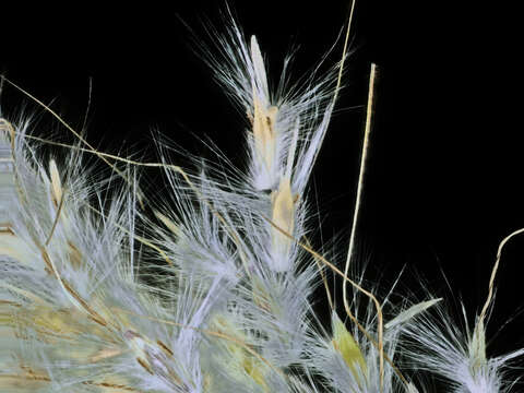 صورة Bothriochloa