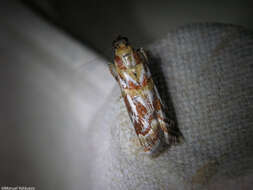 Image de Acrobasis porphyrella Duponchel 1836