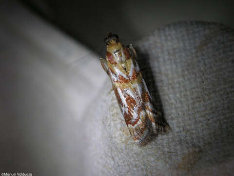 Image de Acrobasis porphyrella Duponchel 1836