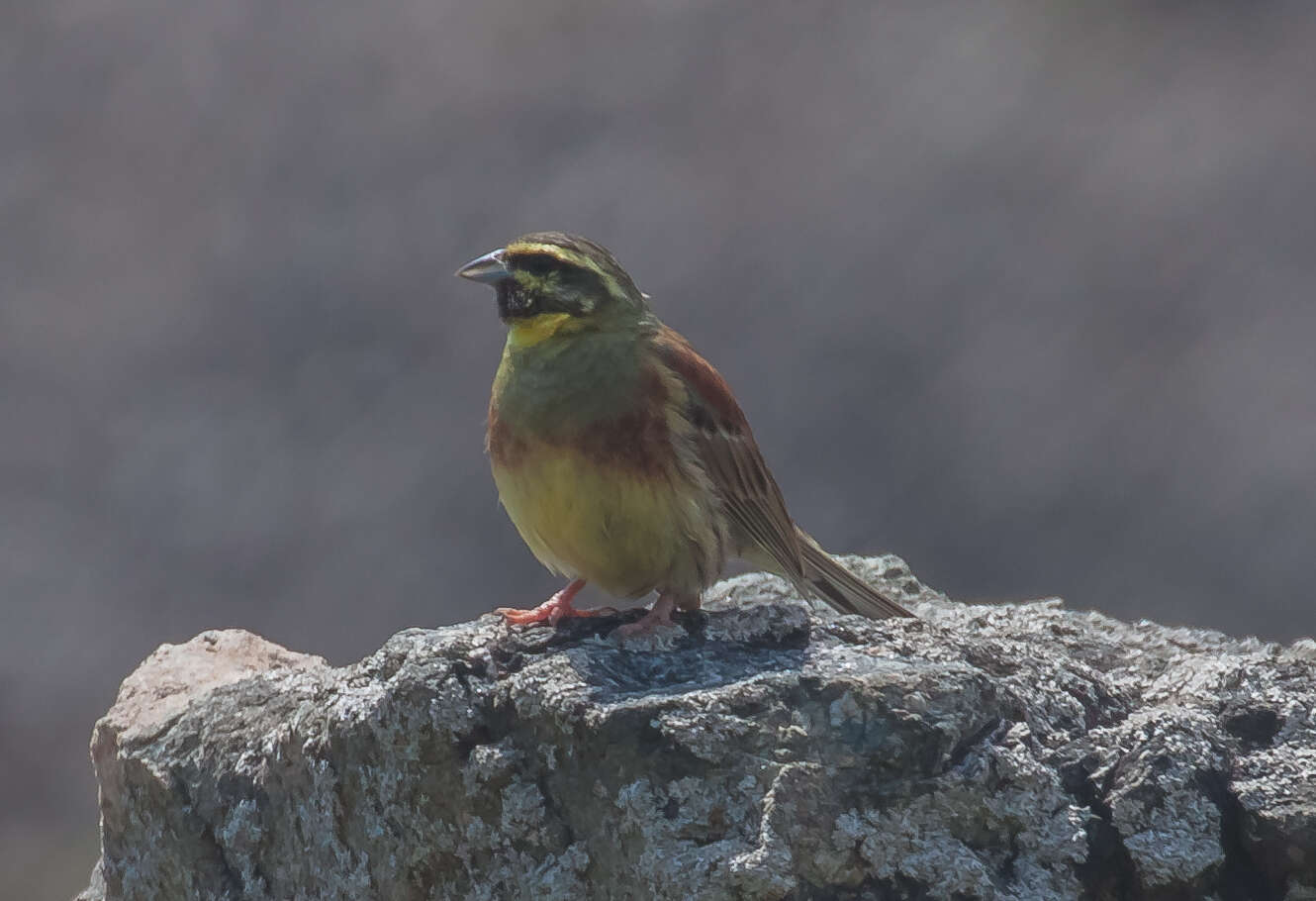 Image of Emberiza Linnaeus 1758