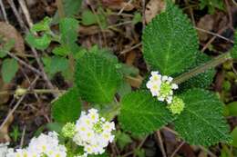 Sivun Lantana radula Sw. kuva