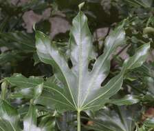 Image of fatsia