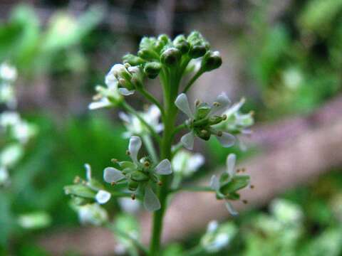 Image of Kunana pepperwort