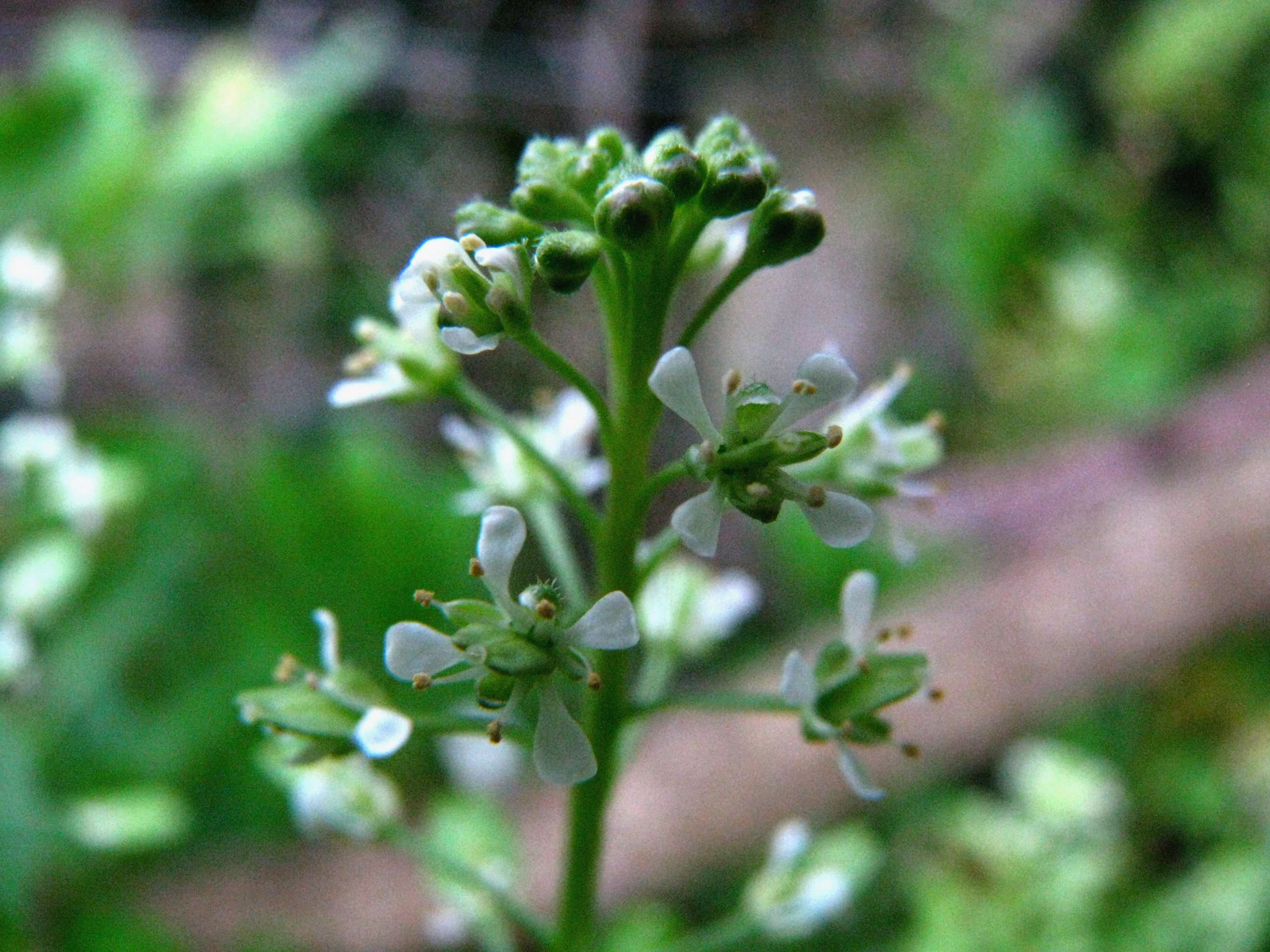 Image of Kunana pepperwort