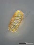 Image of Diatom