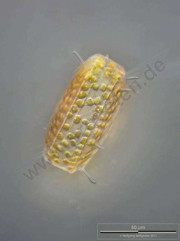 Image of Diatom