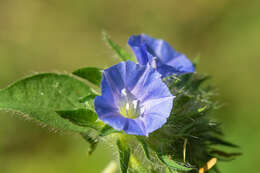 Plancia ëd Jacquemontia sphaerostigma (Cav.) Rusby