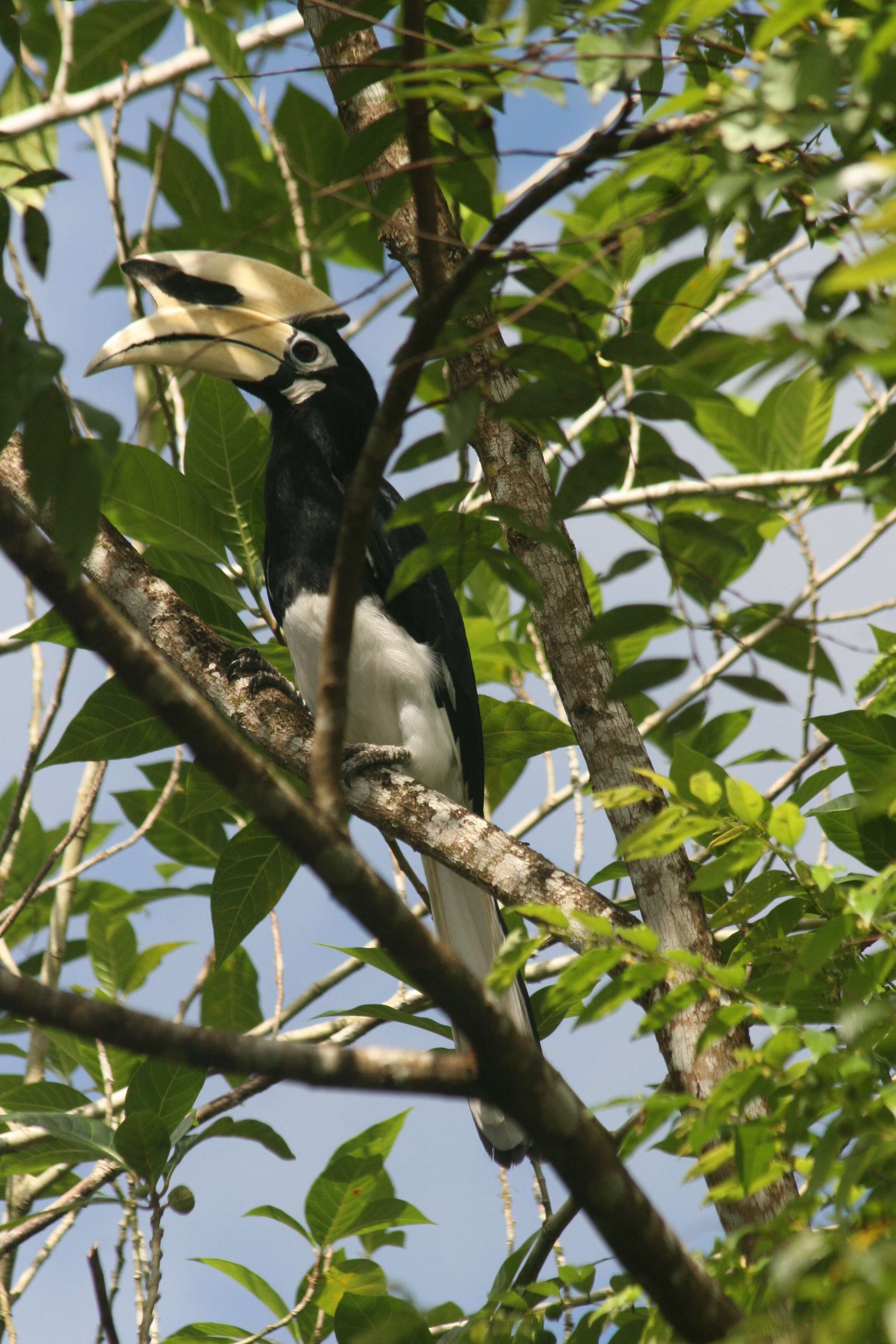 Image of Malabar Pied Hornbill