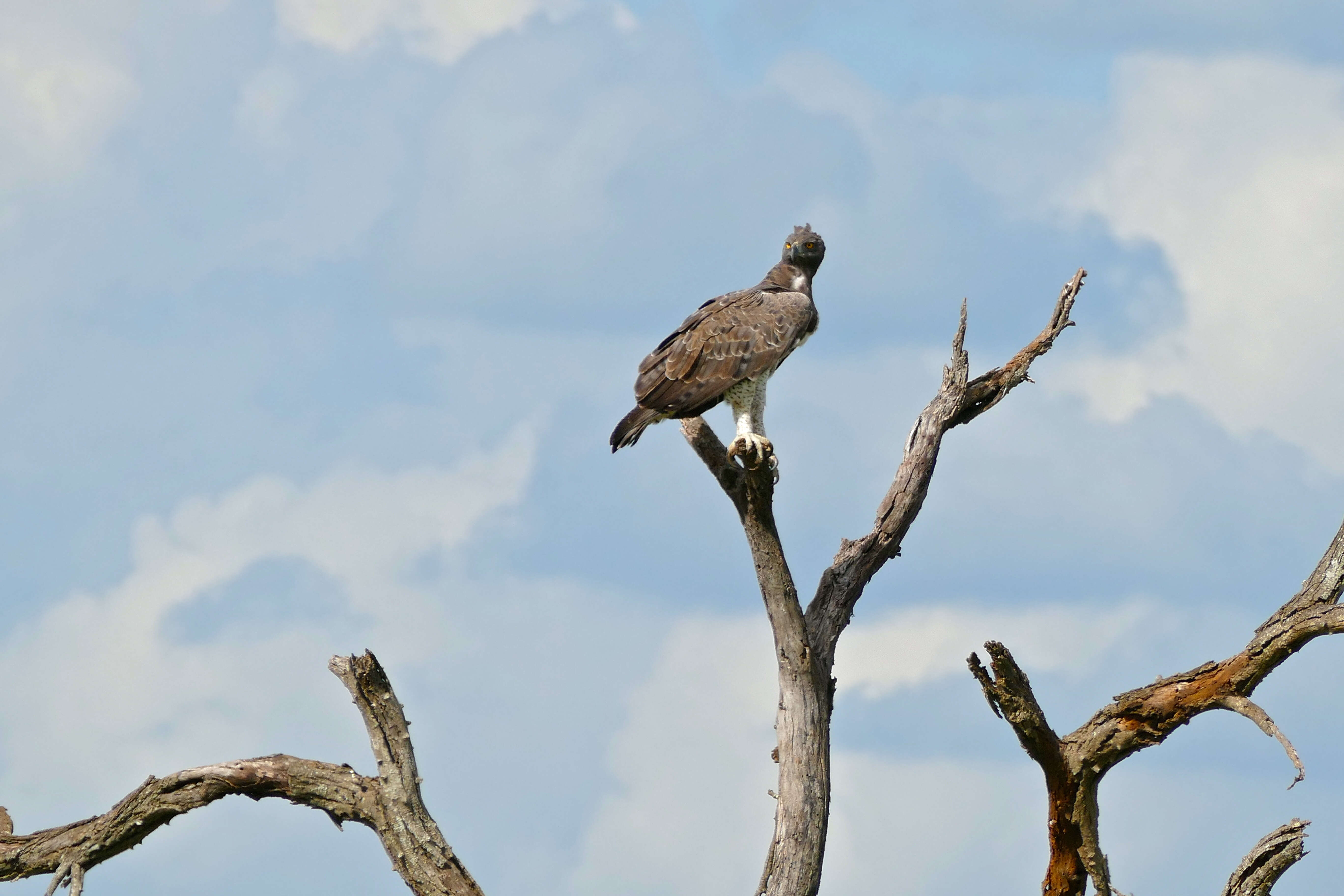 Imagem de Polemaetus Heine 1890