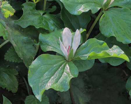 Image of trillium