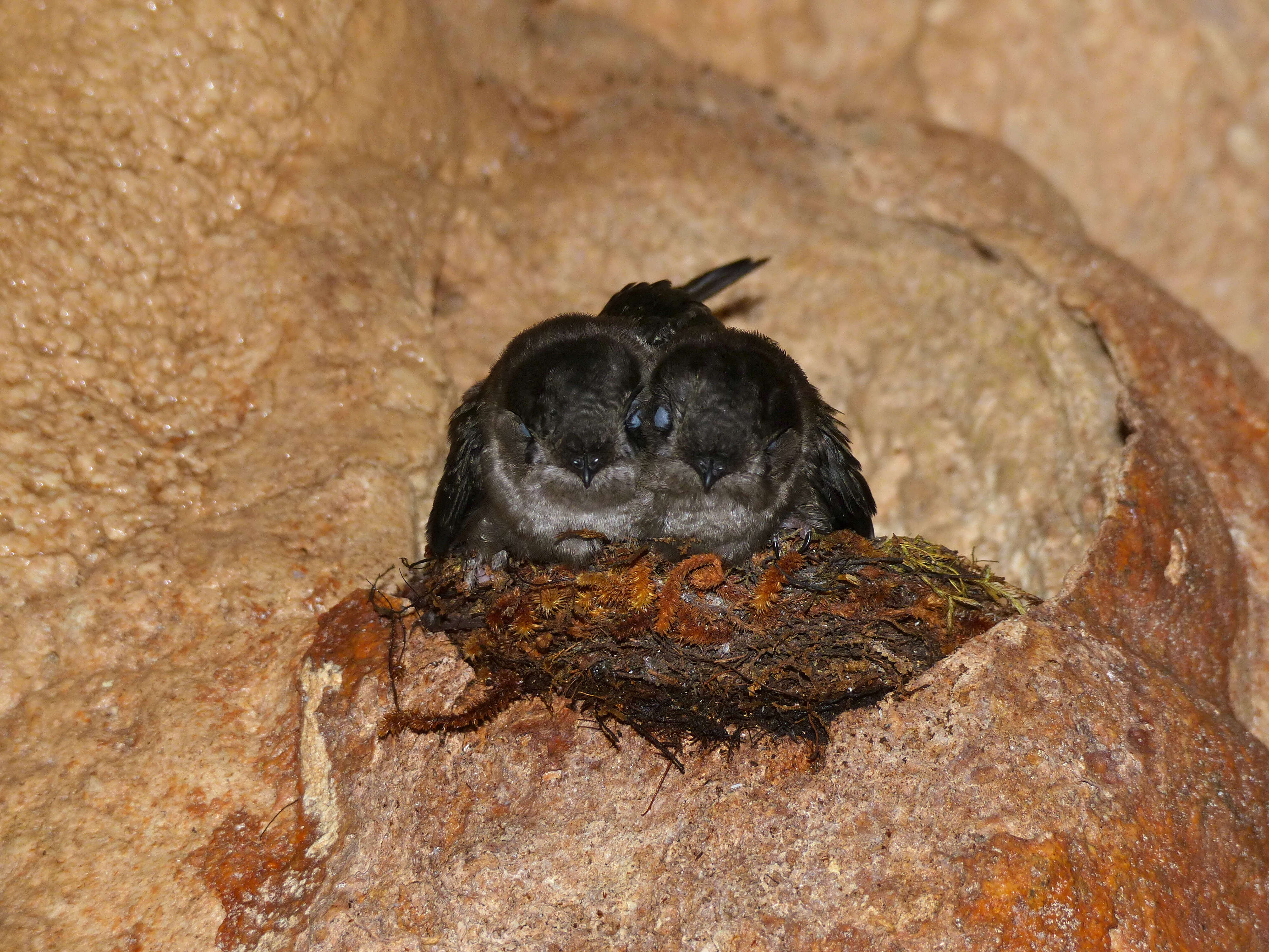 Image of Mossy-nest Swiftlet