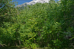 Image of tree-of-heaven