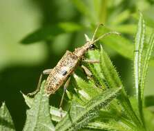 Image of Blackspotted Pliers Support Beetle