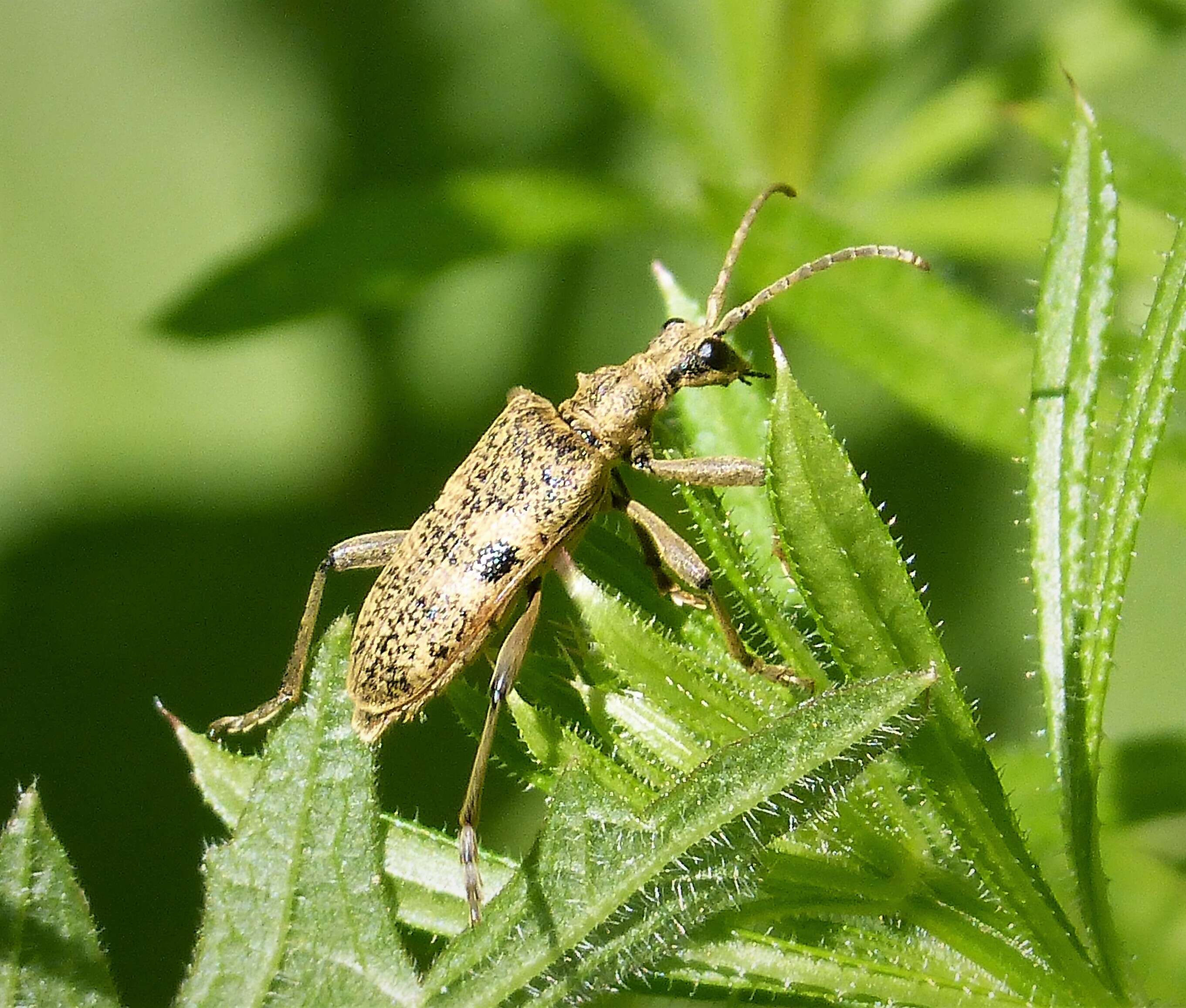 Image of Blackspotted Pliers Support Beetle