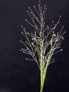 Imagem de Muhlenbergia asperifolia (Nees & Meyen ex Trin.) Parodi