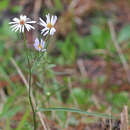 Image of Simmonds' aster