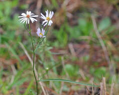 Image of Simmonds' aster