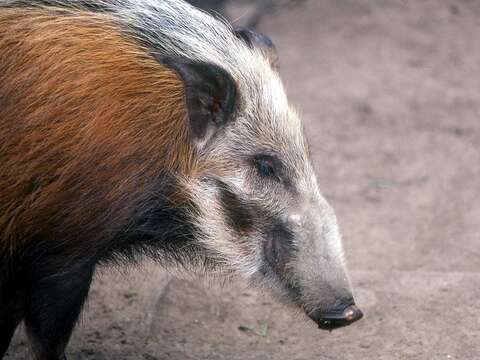 Image of Bush Pig and Red River Hog