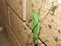 Image of Round-headed Katydids