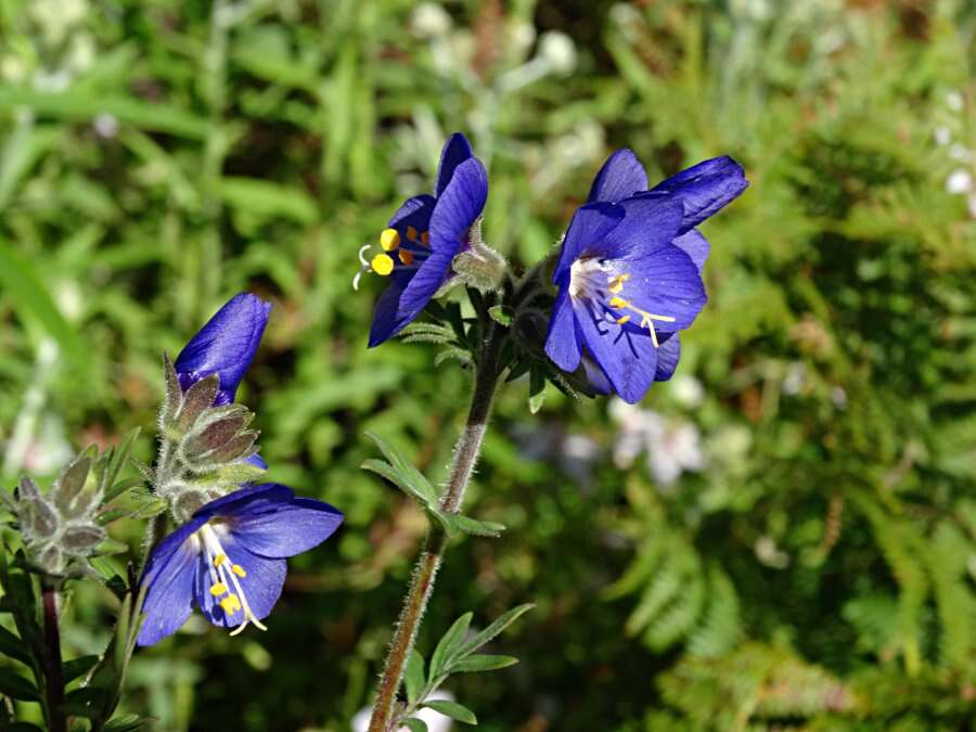 Image of towering Jacob's-ladder