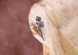 Image of window flies