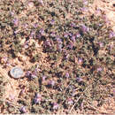 Image of mat penstemon