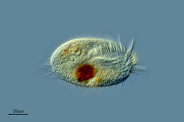 Image of Ciliophora