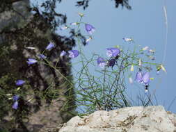 Image of Campanula cespitosa Scop.