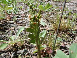 Image of reflected grapefern