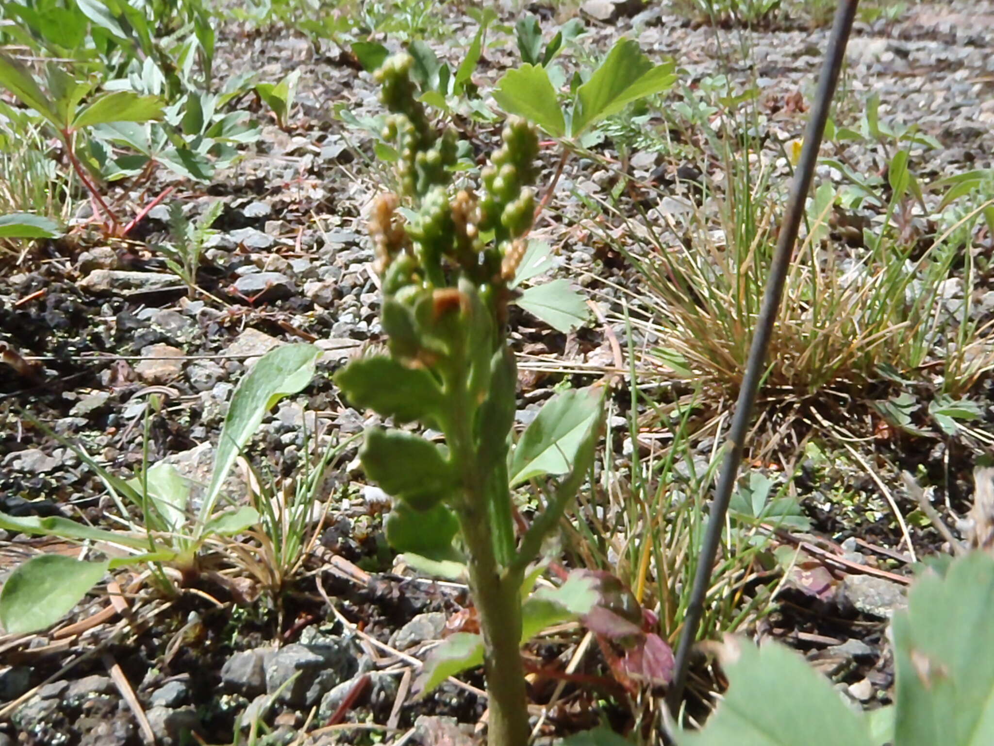 Image of reflected grapefern