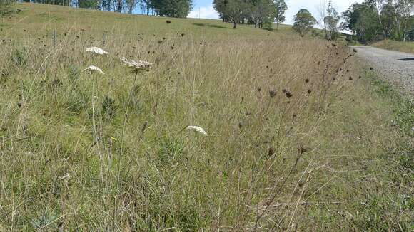 Image of Queen Anne's lace