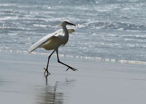 Image de Aigrette neigeuse