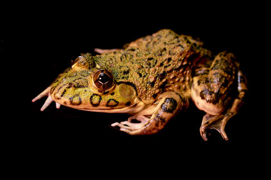 Image of African Groove-crowned Frog