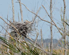 Image of Great Blue Heron