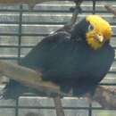 Image of Golden-crested Myna