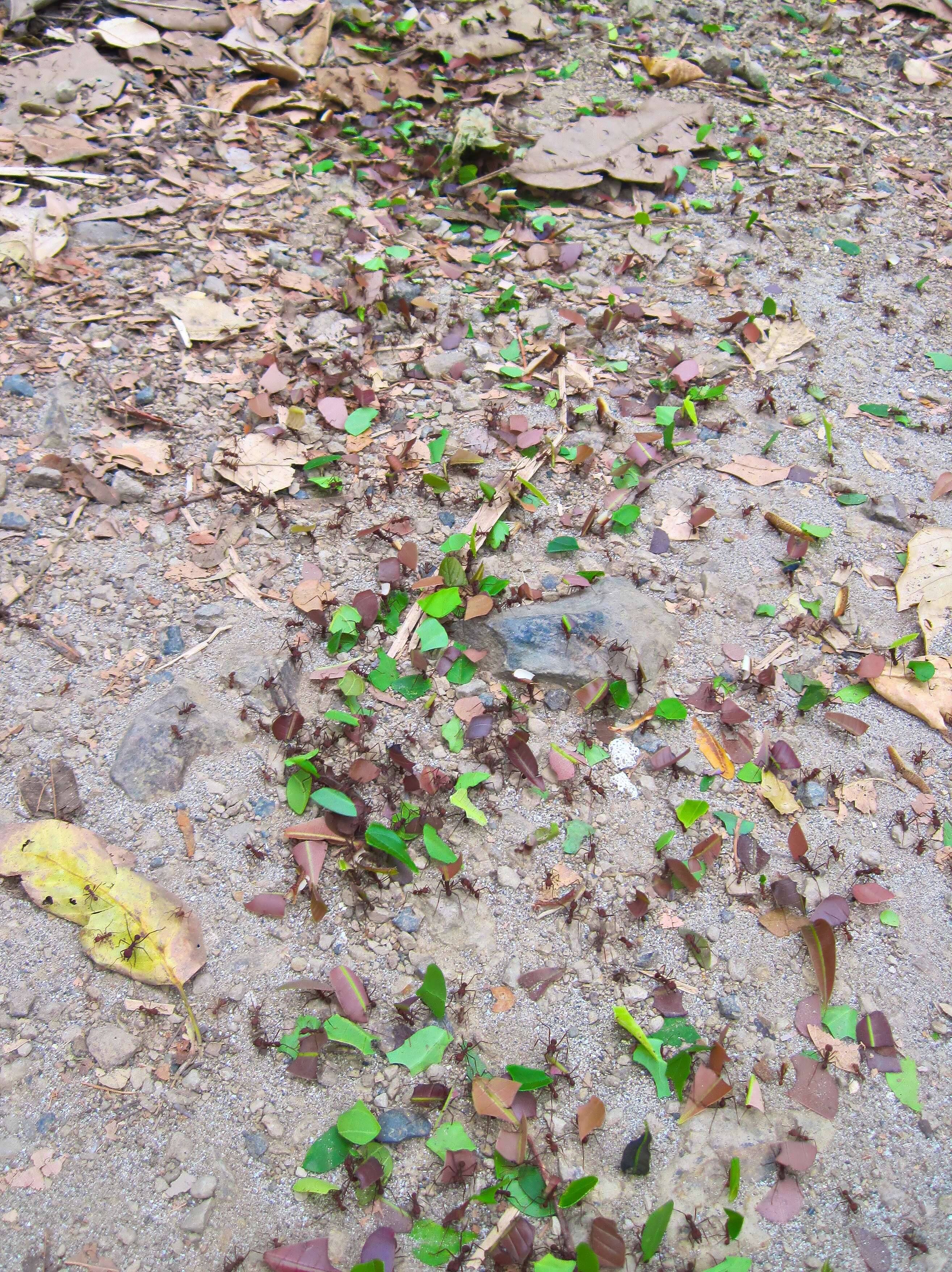 Image of Leaf-cutter ant