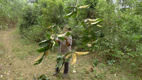 صورة Schefflera morototoni (Aubl.) Maguire, Steyerm. & Frodin