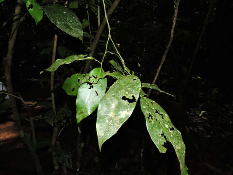 Image of Hyperbaena leptobotryosa (Donn. Smith) Standl.