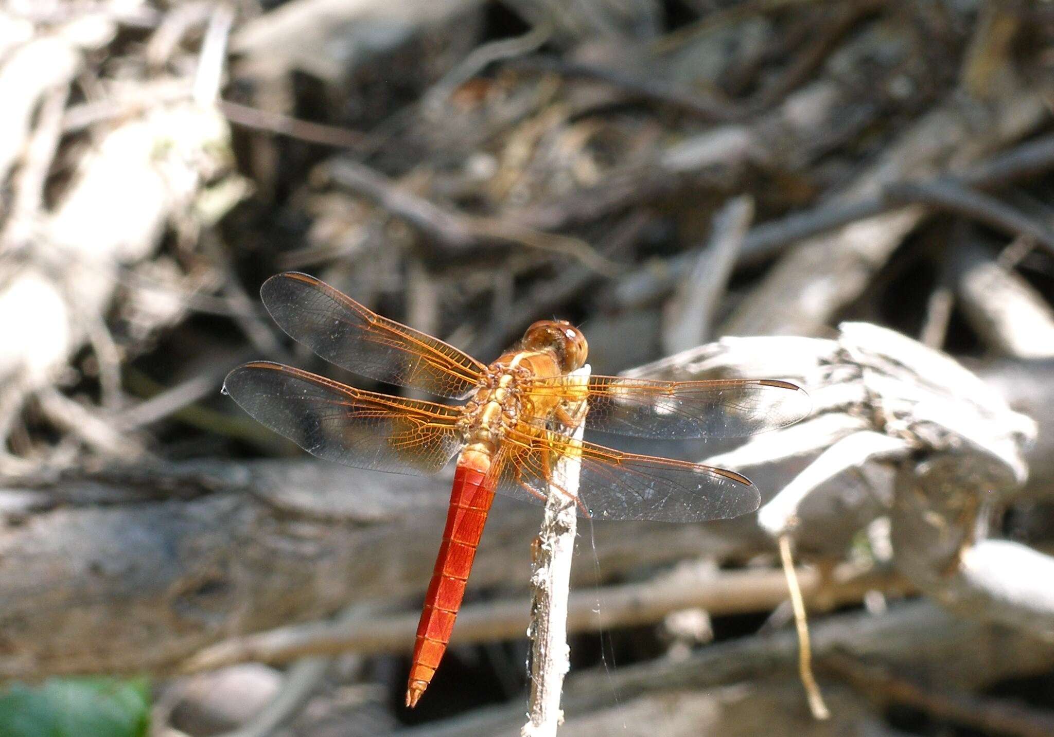 Image of Libellula Linnaeus 1758