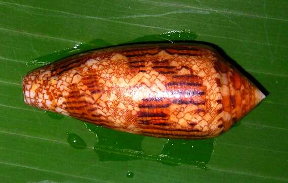 Image of cone snails