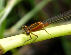 Image of forktail