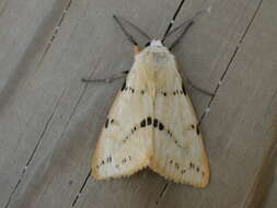 Spilosoma lutea Hüfnagel 1766 resmi