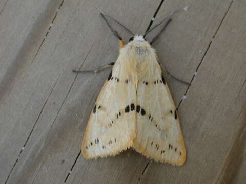 Image of Spilosoma lutea Hüfnagel 1766