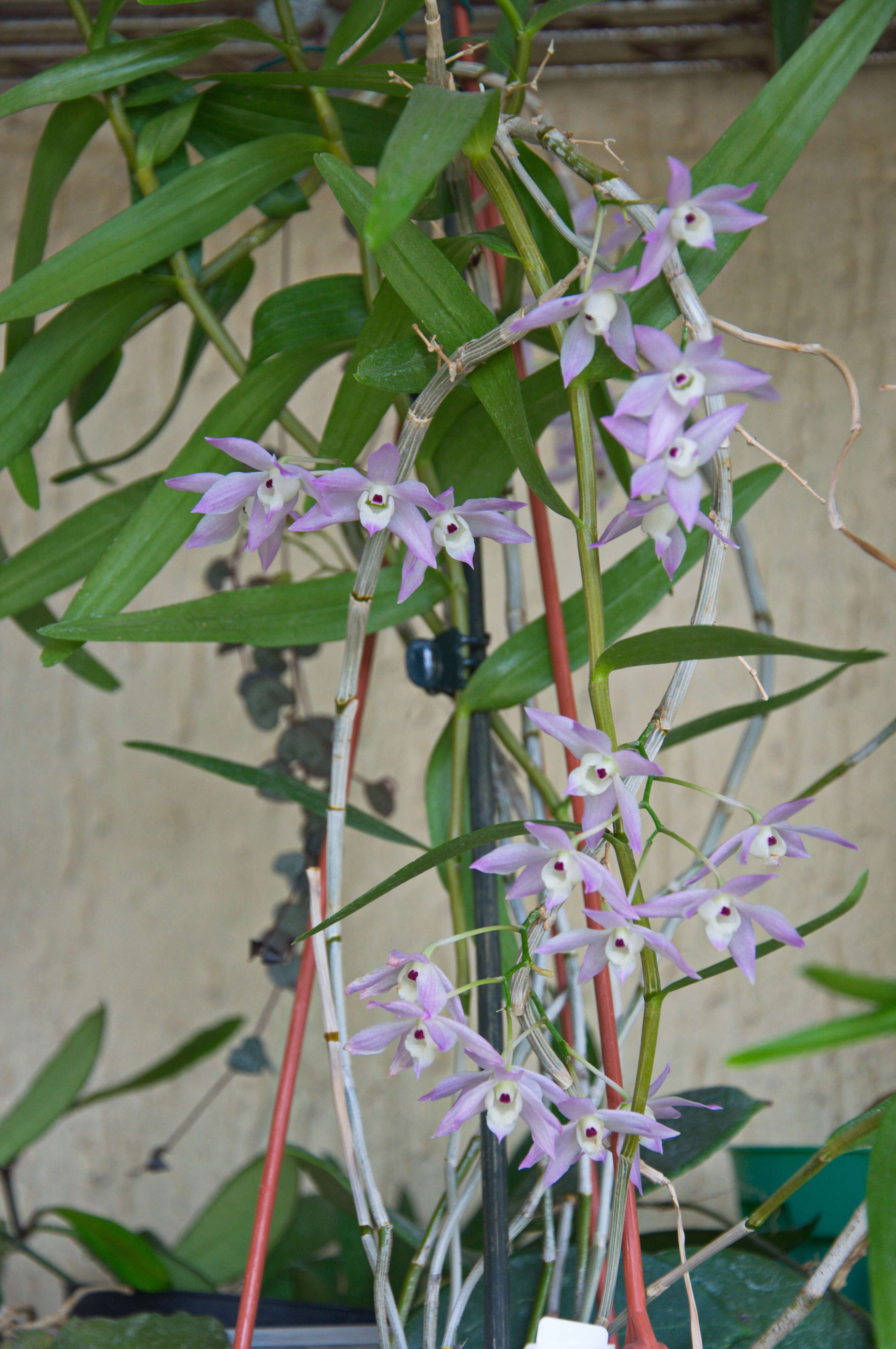 Image of Dendrobium hercoglossum Rchb. fil.