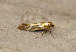 Imagem de Argyresthia goedartella Linnaeus 1758