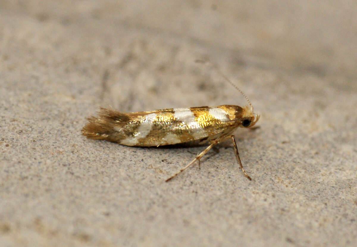 Imagem de Argyresthia goedartella Linnaeus 1758