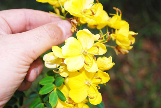 Senna floribunda (Cav.) H. S. Irwin & Barneby resmi