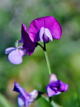 Imagem de Lathyrus clymenum L.