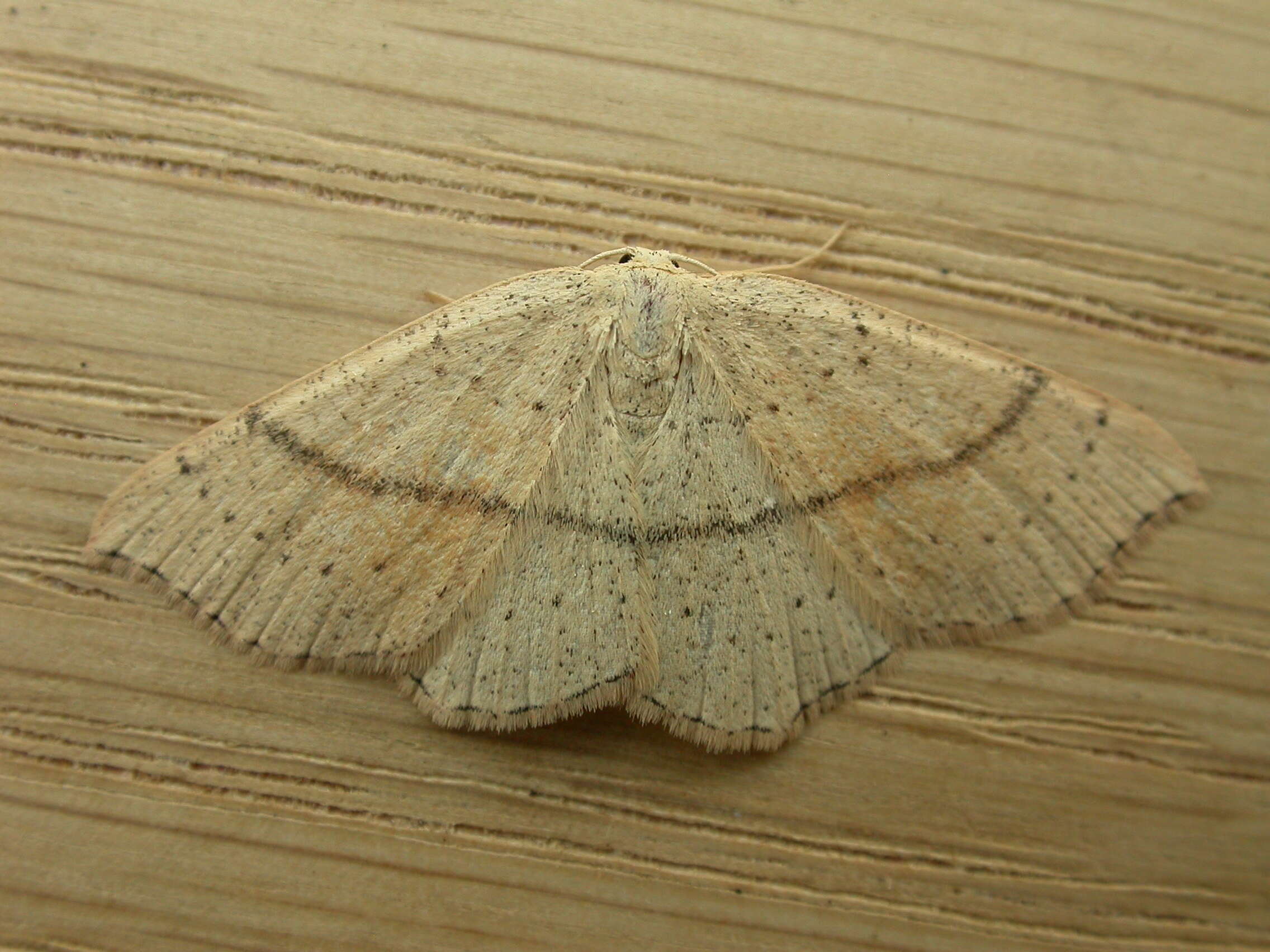 Image of Cyclophora